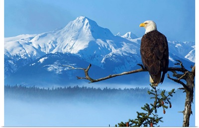 Bald Eagle Perched On Spruce Branch Overlooking The Chilkat Mountains, Alaska