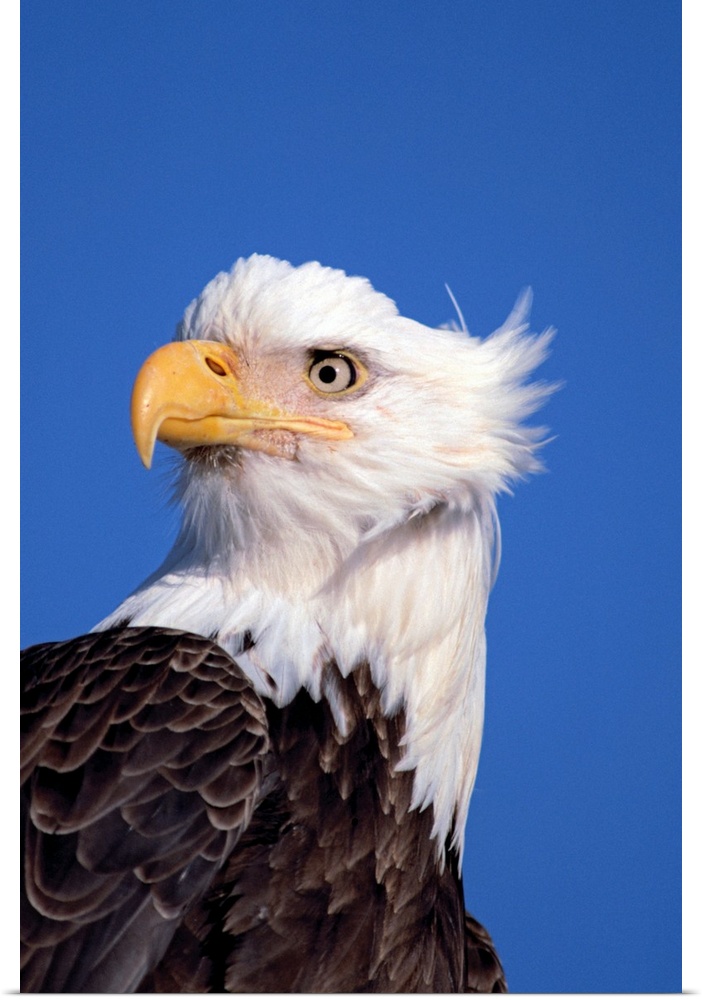 Bald Eagle Portrait Kenai Peninsula Winter AK