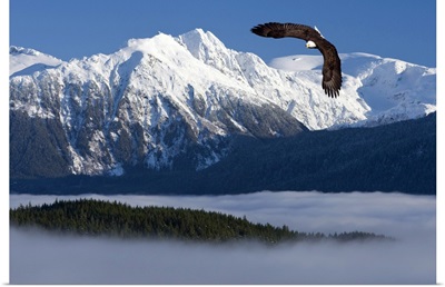 Bald Eagle soars above the Inside Passage and Tongass National Forest