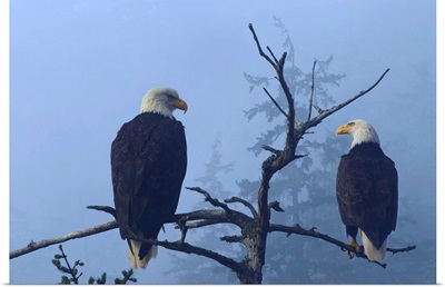 Bald Eagles perched in the top of an old Spruce tree on a misty morning