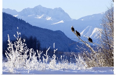 Bald Eagles, Takhinsha Mountains, Chilkat Bald Eagle Preserve