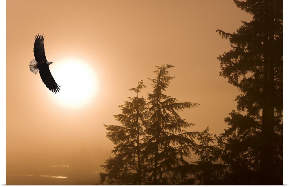 Bald Eagle Soars Above Tongass National Forest As Sun Rises On A Misty Morning, Alaska. Composite