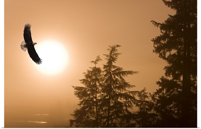 Bald Eagles, Tongass National Forest, Alaska