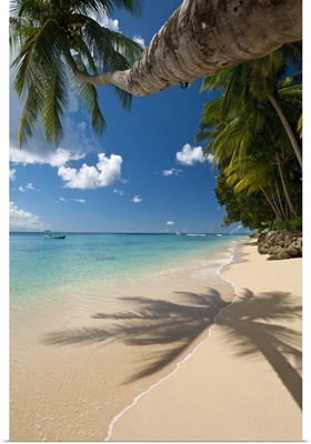 Barbados, Palm tree leaning over beach near Holetown