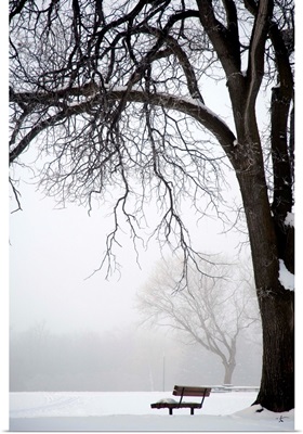 Bare Tree And Park Bench In Winter, Assiniboine Park, Winnipeg, Manitoba, Canada