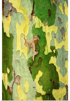 Bark Of A Sycamore Tree