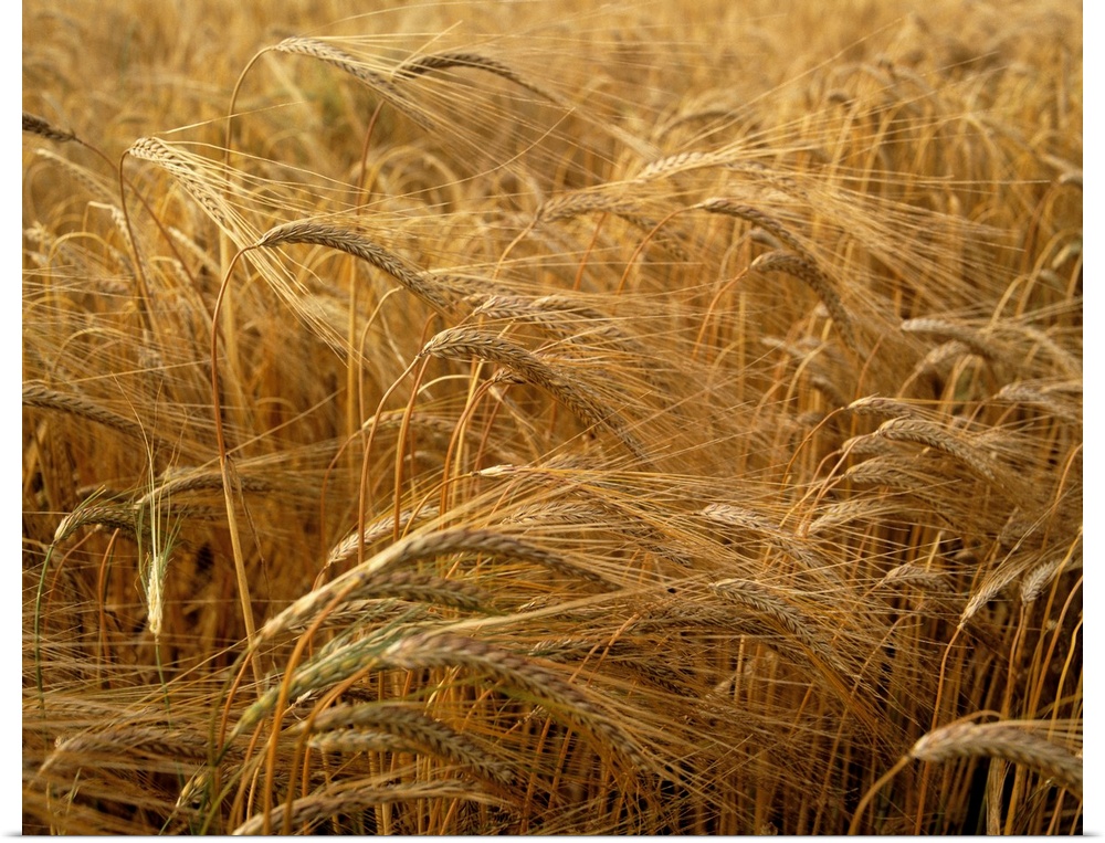 Barley field, county Meath, Ireland.