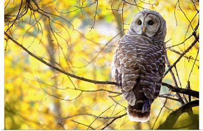 Barred Owl, Pigeon Lake, Alberta, Canada