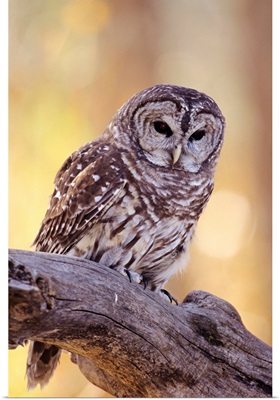 Barred Owl (Strix Varia) Perched On A Cottonwood Tree Branch