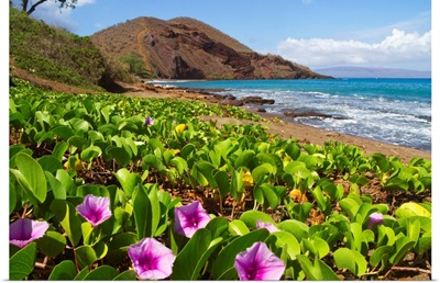 Beach morning glory with Pu'u O'lai in background, Makena, Maui, Hawaii