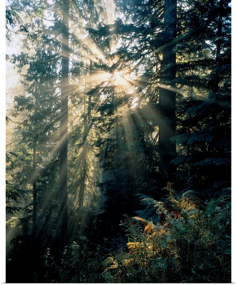 Beams of sunlight shining through trees, Mount Rainier national park. Washington, united states of America.