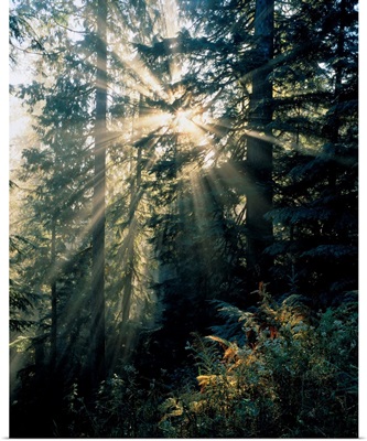 Beams Of Sunlight Shining Through Trees, Mount Rainier National Park, Washington