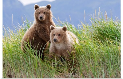 Bear cubs standing on a riverbank at Hallo Bay, Katmai National park, Alaska