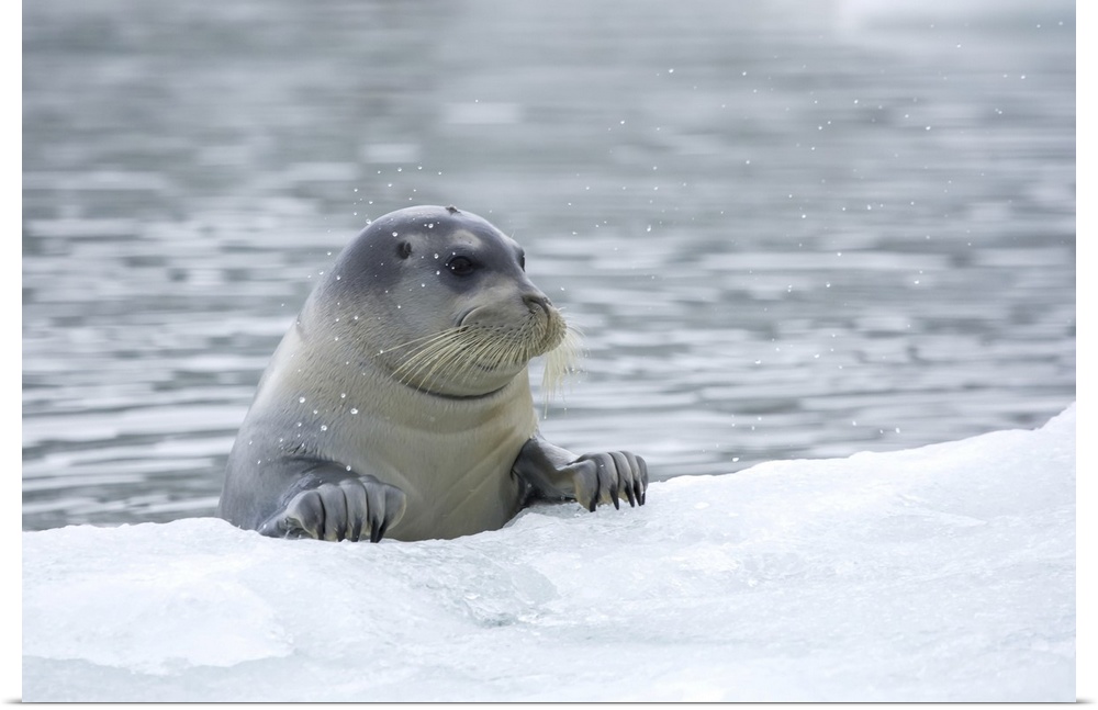 Bearded Seal (Erignathus barbatus), Hornsund, Svalbard, Norway