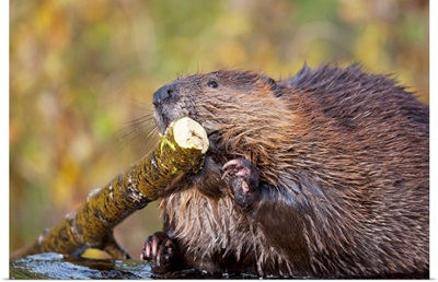 Beaver Chewing On Log In A Pond, Denali National Park, Alaska