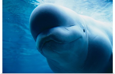 Beluga Whale Swimming Near The Surface