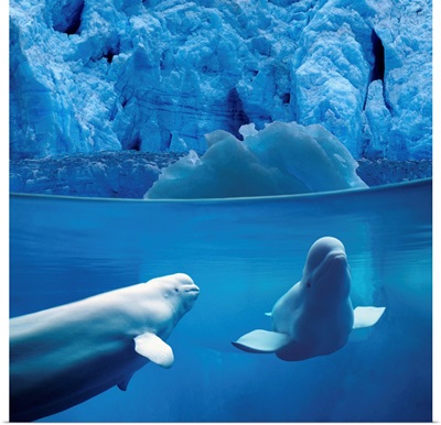 Belugas Underwater With View Of A Glacier