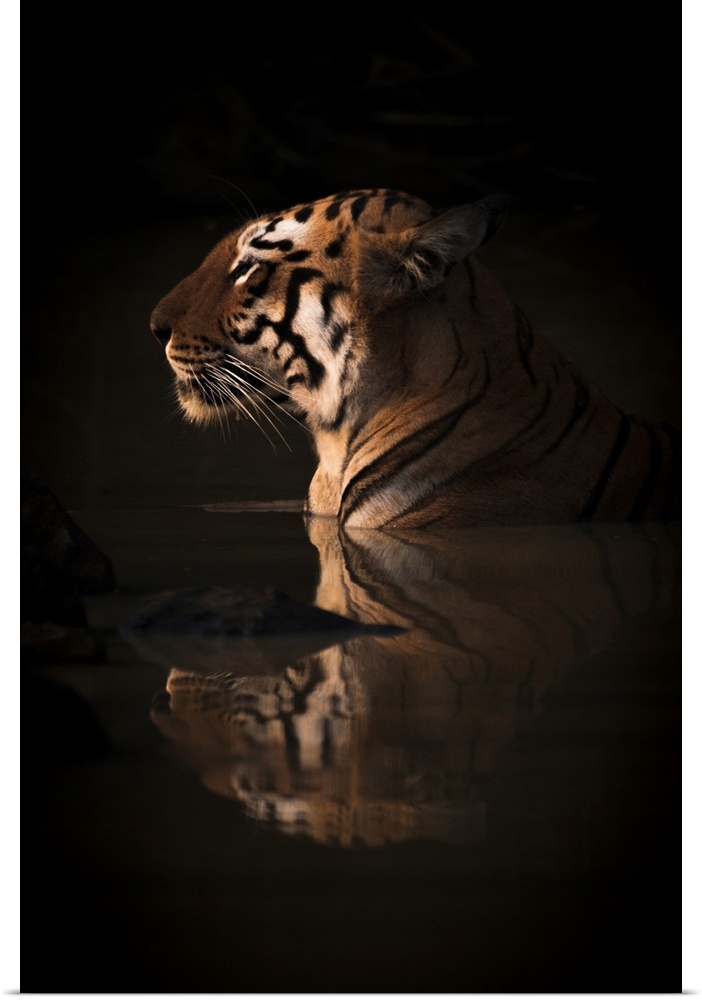 A Bengal tigress (Panthera tigris tigris) lies up to her neck in the dark shadows of a water hole. Her name is Maya 'The E...