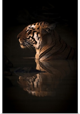 Bengal Tigress, India
