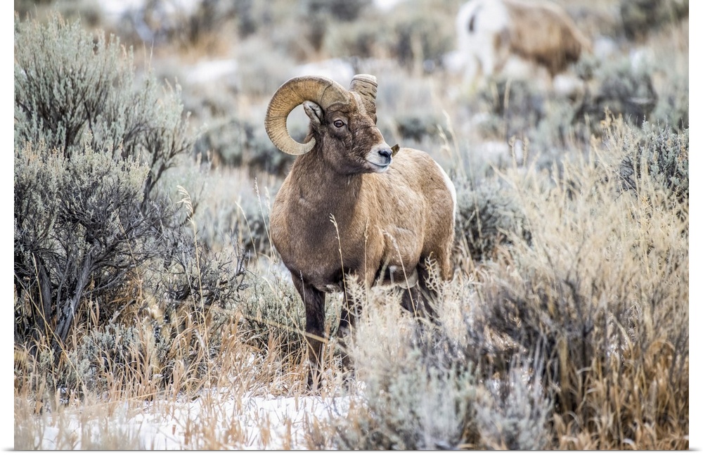 Bighorn Sheep ram (Ovis canadensis) stands in a sagebrush meadow in the North Fork of the Shoshone River valley near Yello...