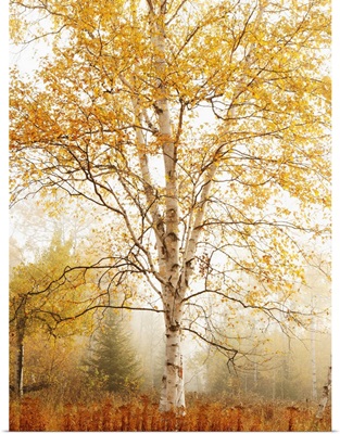 Birch Trees In Autumn, Thunder Bay, Ontario, Canada
