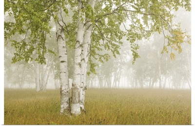 Birch Trees In The Fog; Thunder Bay, Ontario, Canada