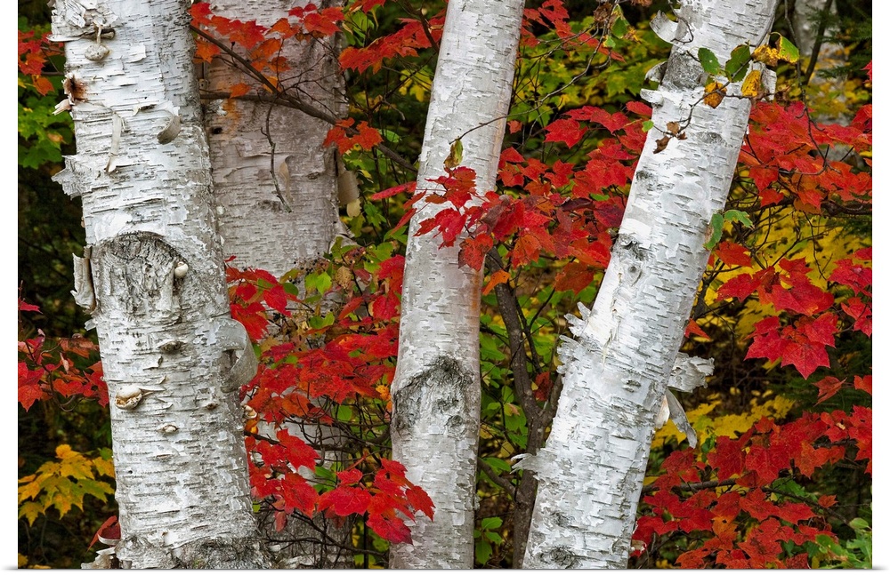Birch Trees Surrounded By Red Maple Leaves In Algonquin Park, Ontario, Canada