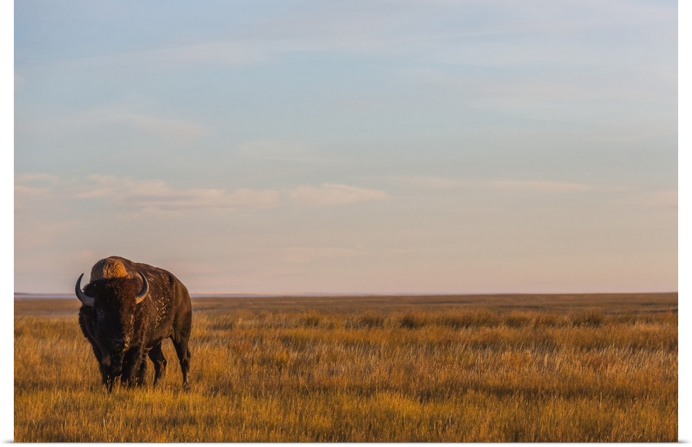 Bison (Bison Bison), Grasslands National Park, Saskatchewan, Canada