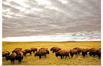 Bison Grazing, Saskatchewan, Canada