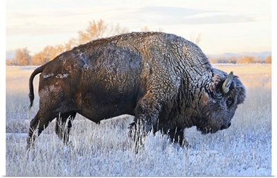 Bison In  Frozen Field With Frost On Its Hair, Grand Teton National Park, Wyoming