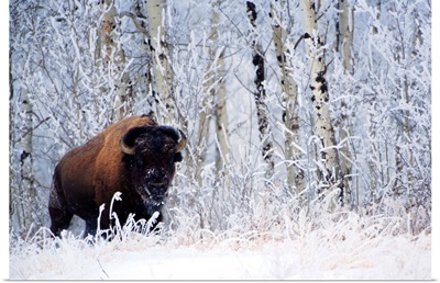 Bison In The Snow, Elk Island National Park, Alberta, Canada