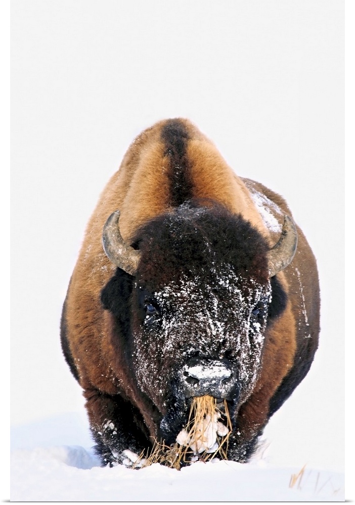 Bison In Winter