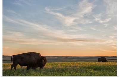 Bison roam the plains at sunset in Grassland National Park, Saskatchewan, Canada