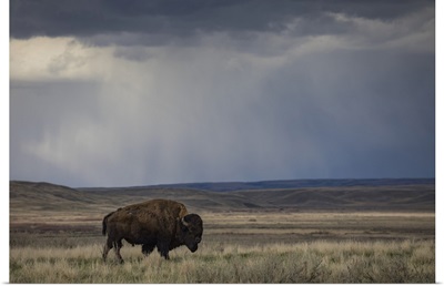Bison Walking In The Prairies, Grasslands National Park, Saskatchewan, Canada