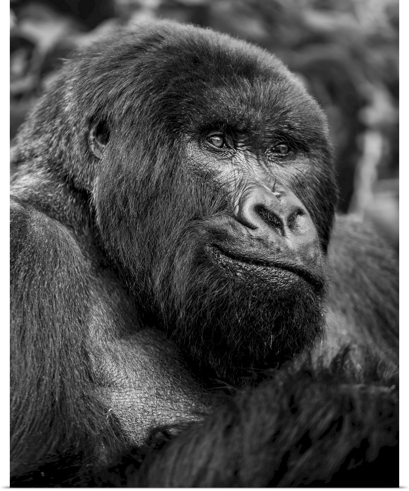Black and white close-up portrait of a gorilla, northern province, Rwanda.