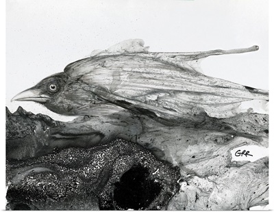 Black And White Illustration Of A Bird