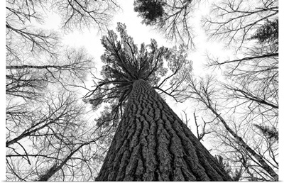 Black And White Image Of A Large White Pine, Ontario, Canada