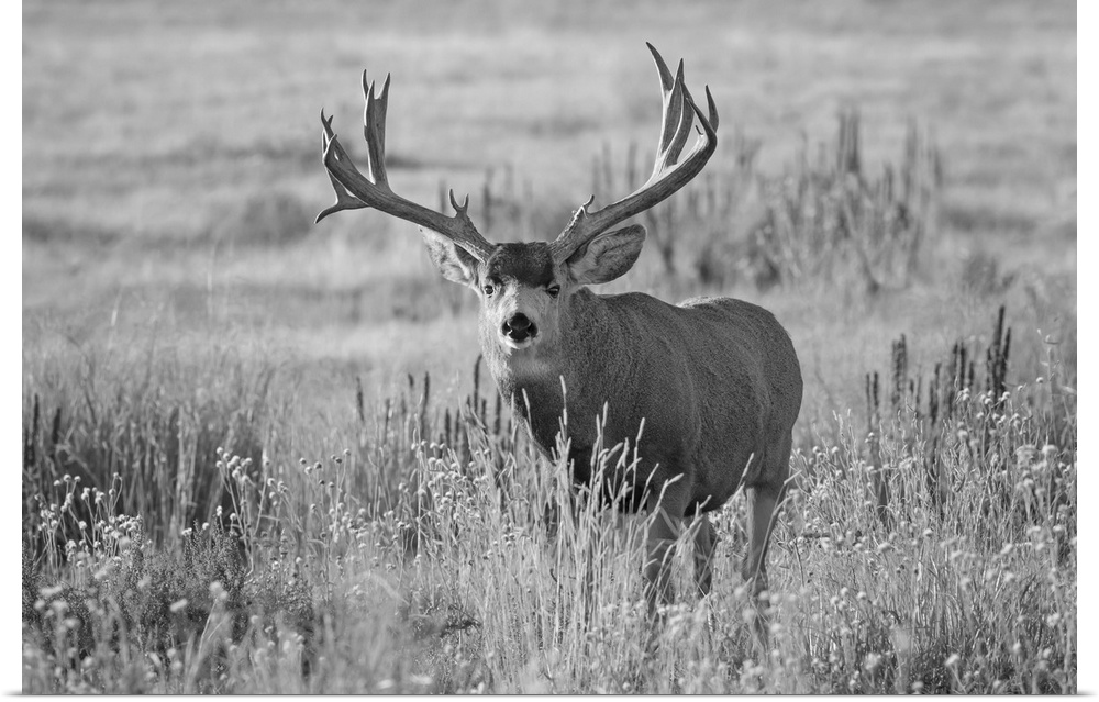 Black and white image of a mule deer (odocoileus hemionus) buck standing in a grass field, Denver, Colorado, united states...