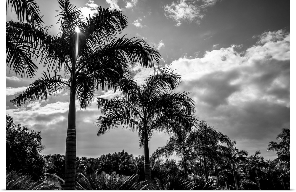 Black and white of palm trees and glowing clouds, Placencia Peninsula; Belize.