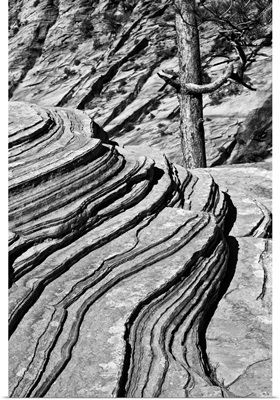 Black And White Of Rocks And Trees, Zion National Park, Utah