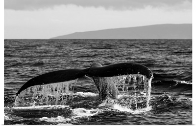 Black and white photo of a humpback whale's tail.