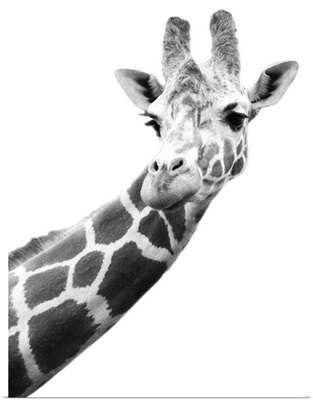 Black And White Portrait Of A Giraffe