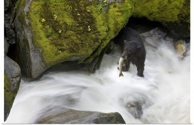 Black Bear Catching A Pink Salmon, Anan Creek, Alaska