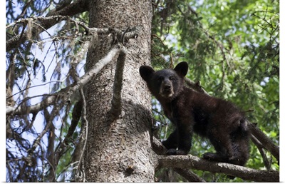 Black Bear Cub Climbing On A Tree Branch, Alaska
