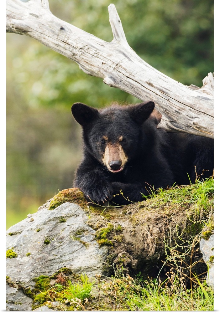 Black bear cub (ursus americanus), captive at the Alaska Wildlife Conservation Center, South-central Alaska, Portage, Alas...