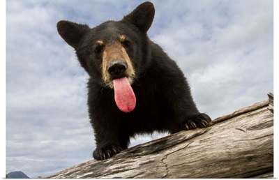 Black bear cub with its tongue out, South-central Alaska, Portage, Alaska
