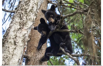 Black Bear Cubs Playing On The Tree Branches, South-Central Alaska, Alaska