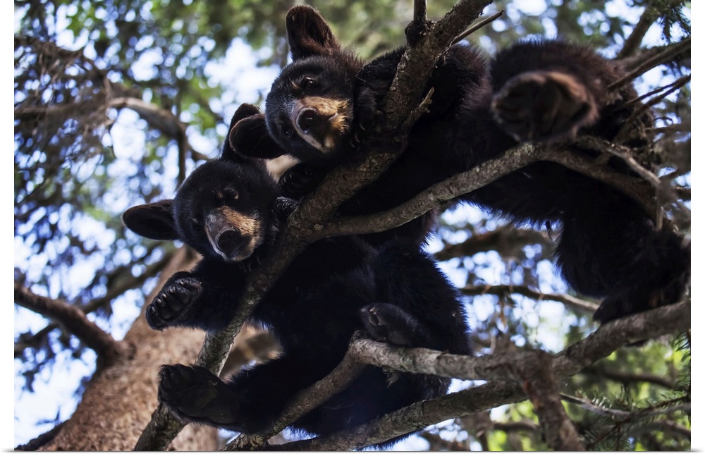 Black bear (ursus americanus) cubs resting on the tree branches, south-central Alaska, Alaska, united states of America.