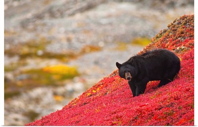 Black bear foraging for berries on a bright red patch of tundra