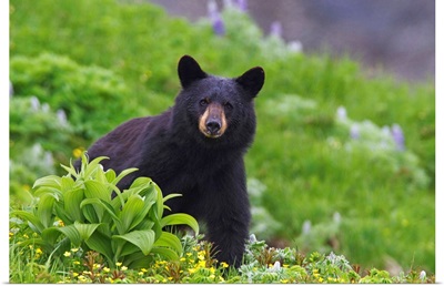 Black Bear, Harding Icefield Trail, Kenai Fjords National Park, Southcentral Alaska